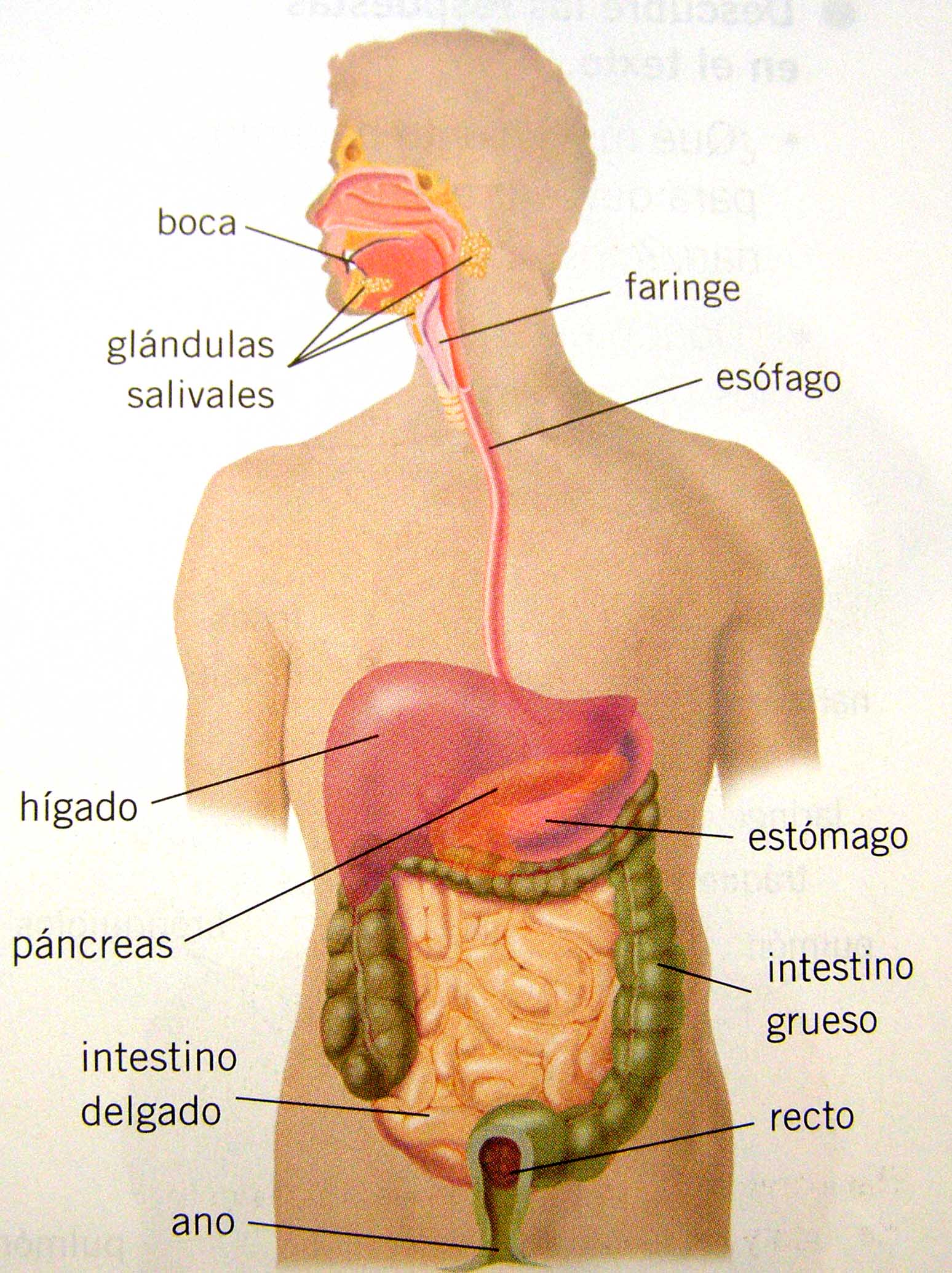 Concepto de valvula